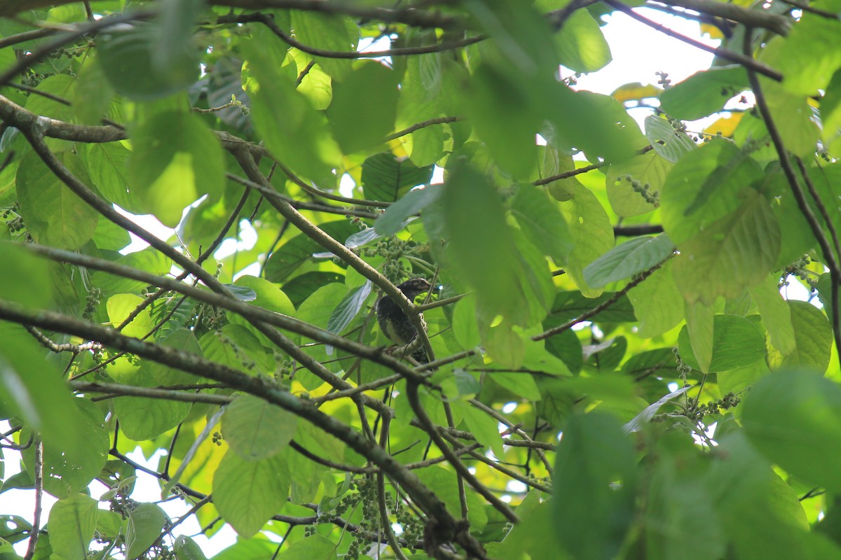 Siberian Thrush - ML646747251