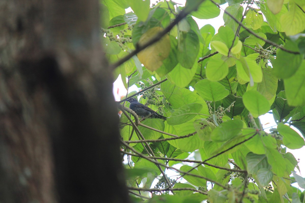 Siberian Thrush - ML646747252