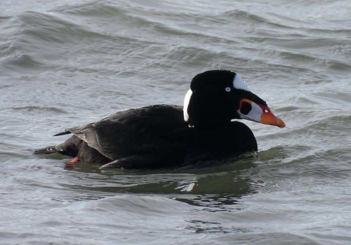 Surf Scoter - ML646747253