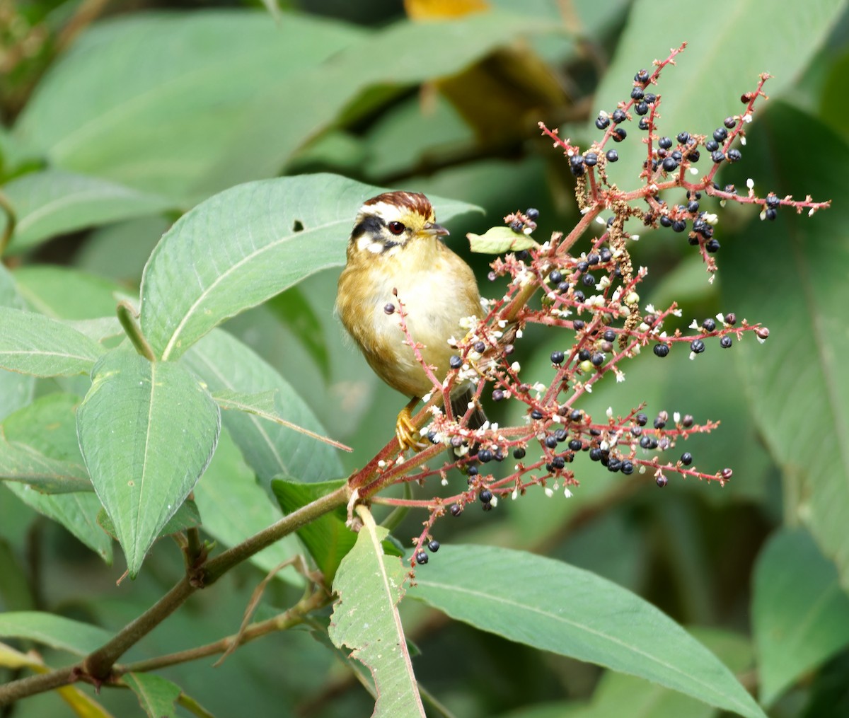 Rufous-winged Fulvetta - ML646747254