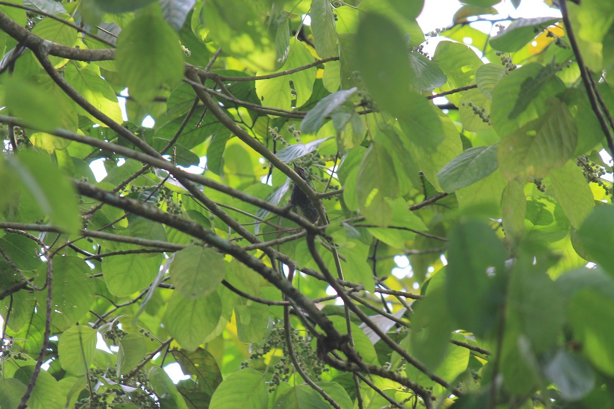 Siberian Thrush - ML646747255