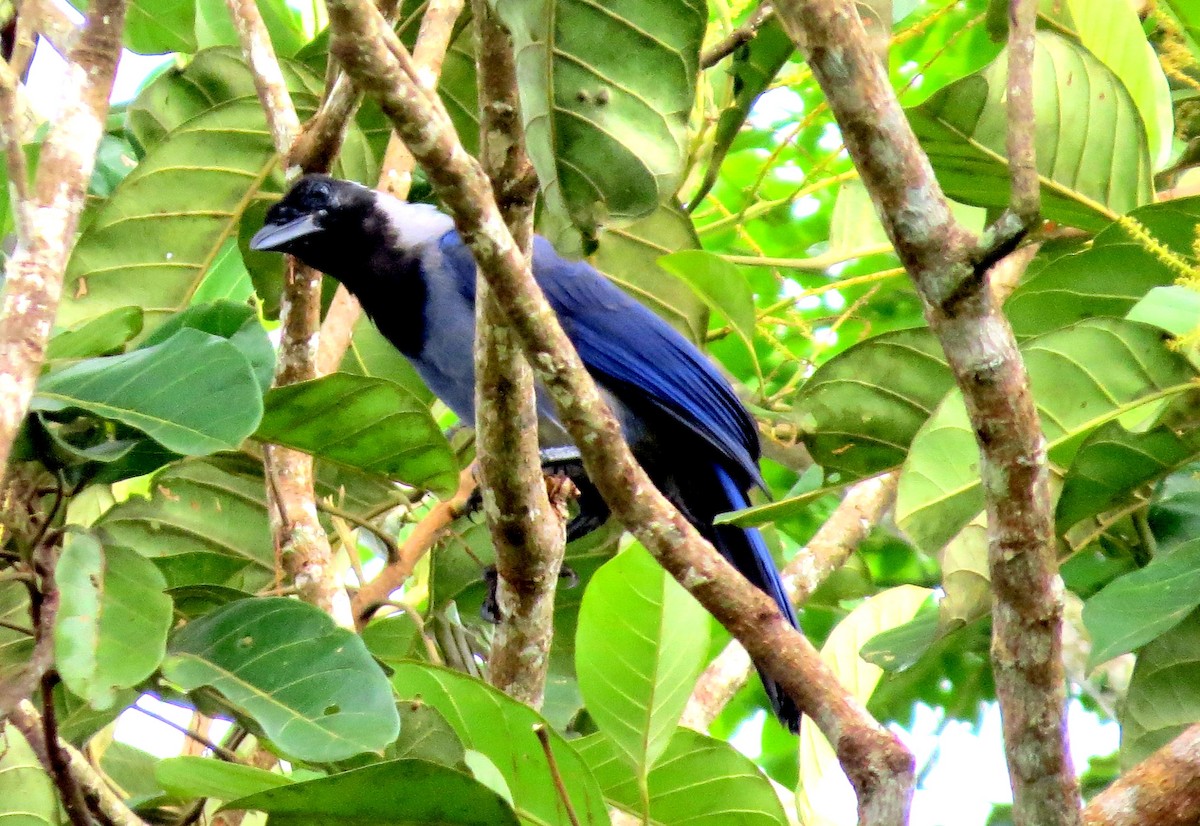 Violaceous Jay - ML646747256