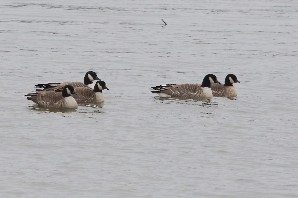 Казарка мала - ML646747257