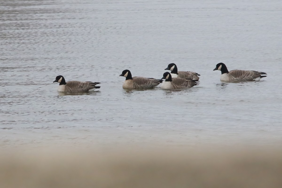 Казарка мала - ML646747258