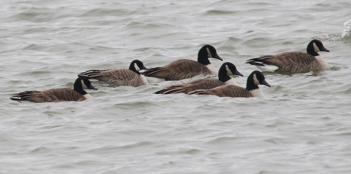 Казарка мала - ML646747259