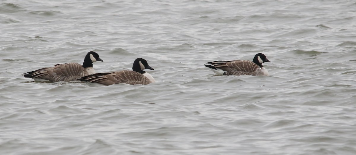 Казарка мала - ML646747260