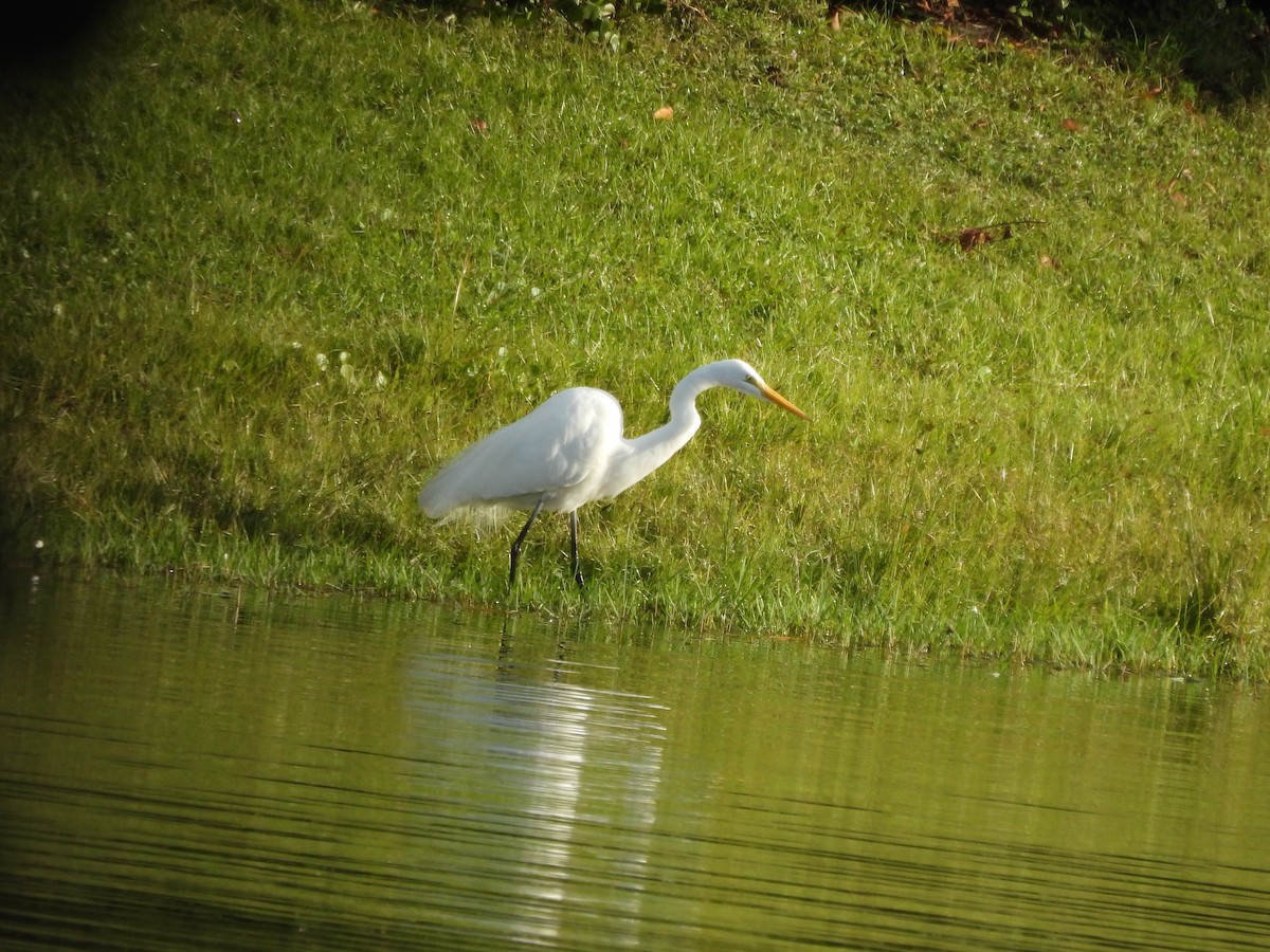 Great Egret - ML646747261