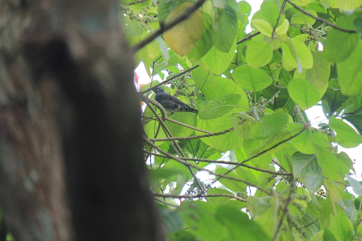 Siberian Thrush - ML646747262