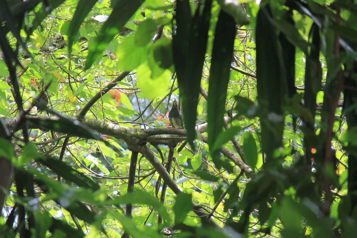 Siberian Thrush - ML646747263