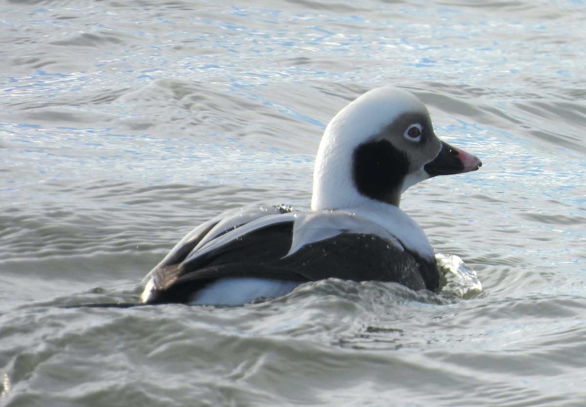 Long-tailed Duck - ML646747264