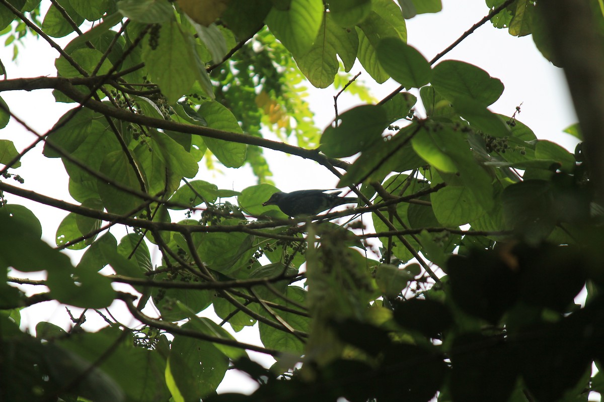 Siberian Thrush - ML646747265