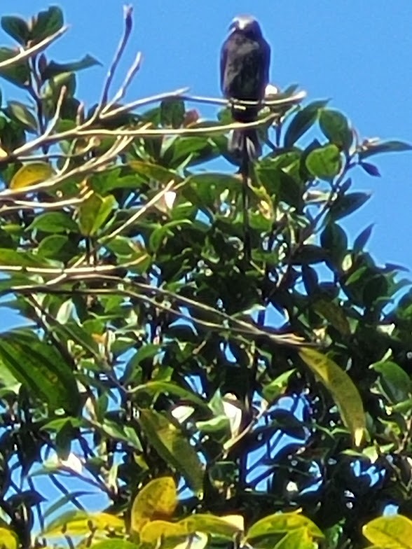 Long-tailed Tyrant - ML646747266