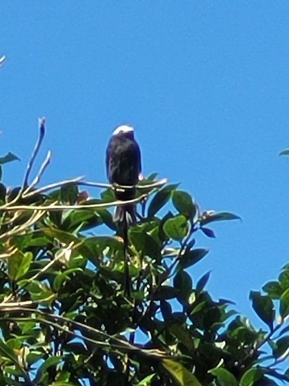 Long-tailed Tyrant - ML646747267