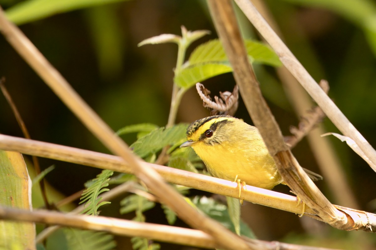 Yellow-throated Fulvetta - ML646747269