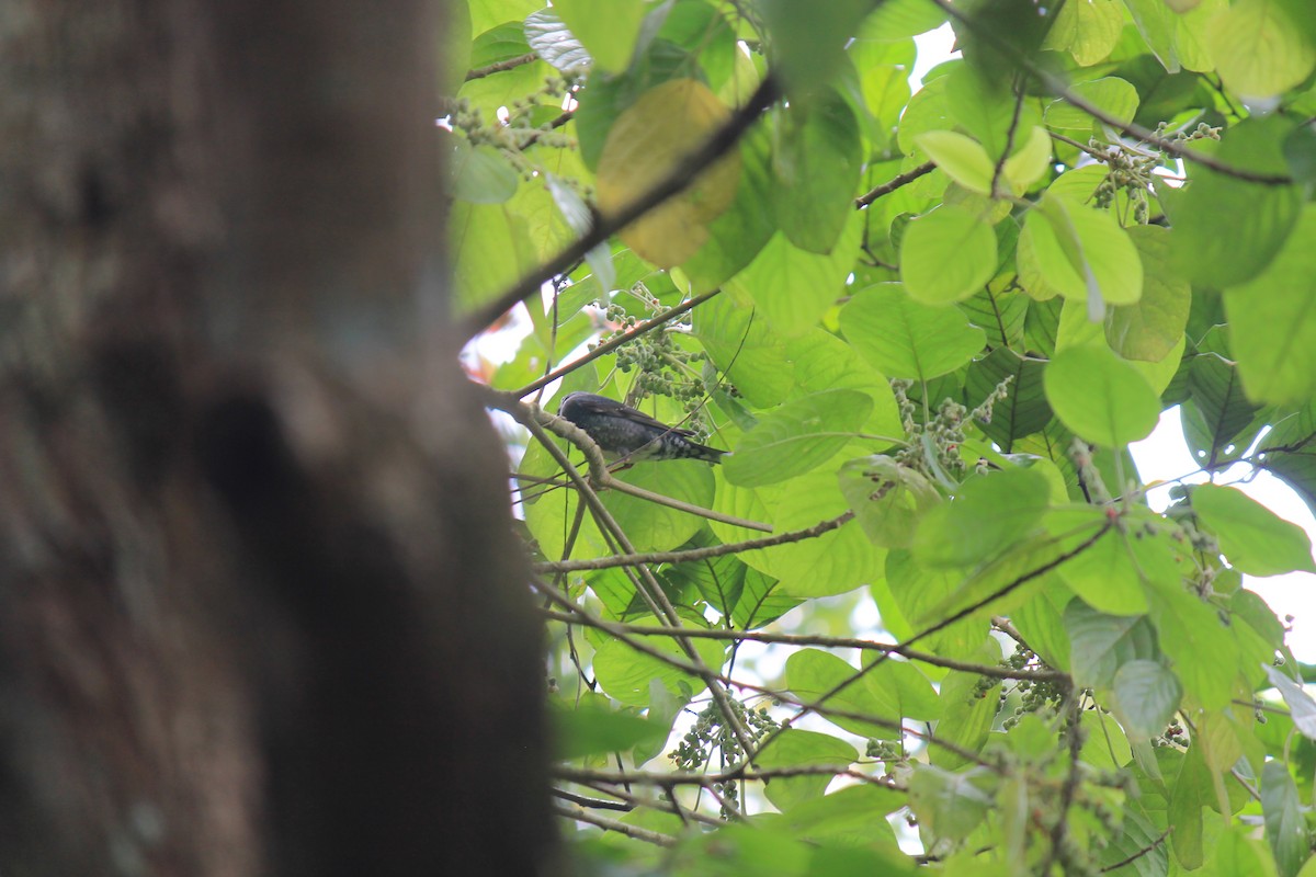 Siberian Thrush - ML646747270