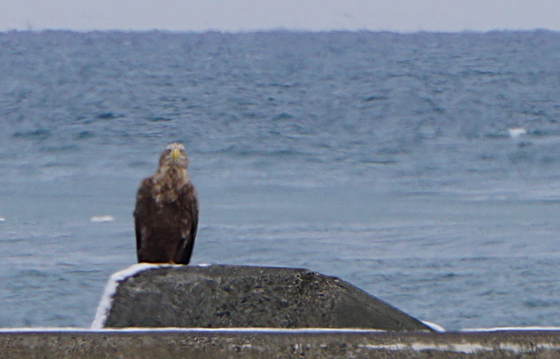 白尾海鵰 - ML646747272