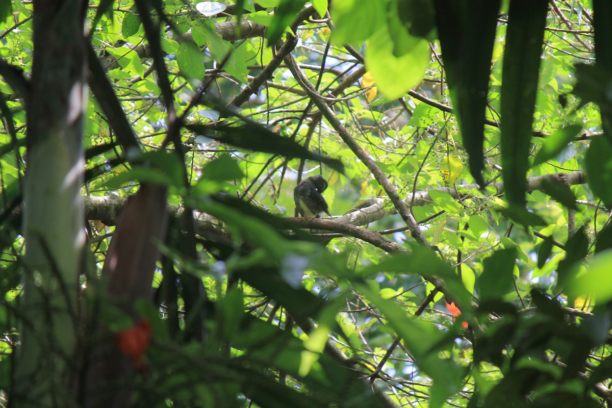 Siberian Thrush - ML646747273