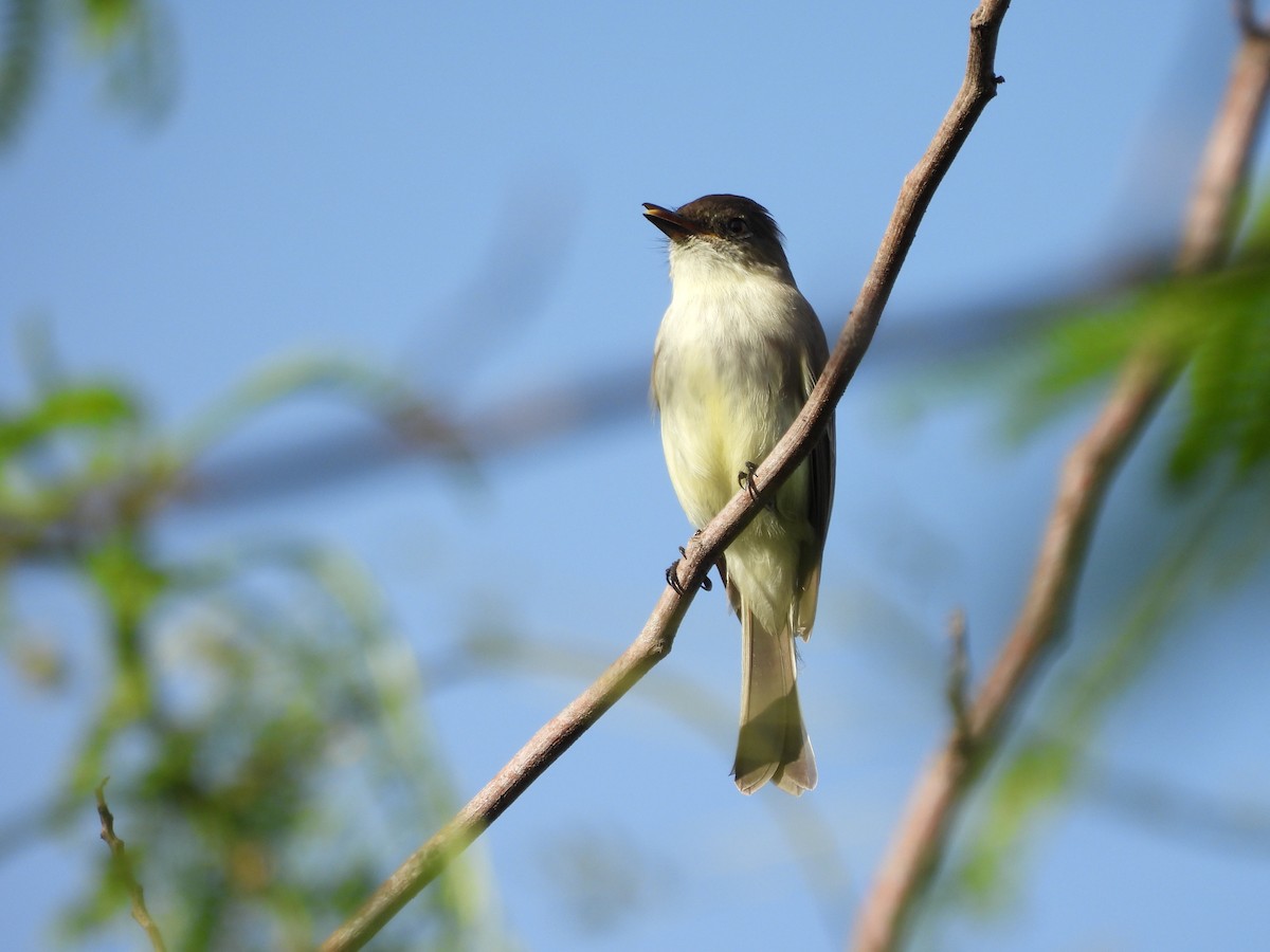 Eastern Phoebe - ML646747274