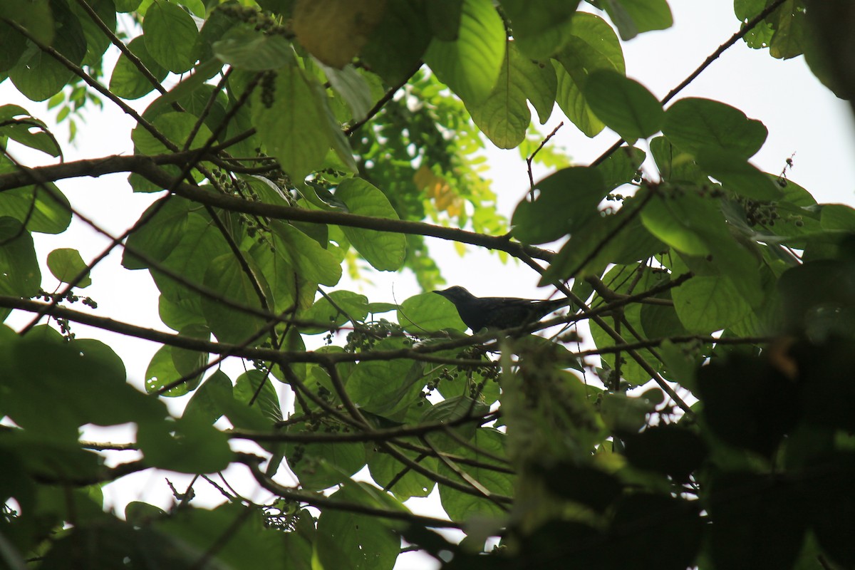 Siberian Thrush - ML646747275