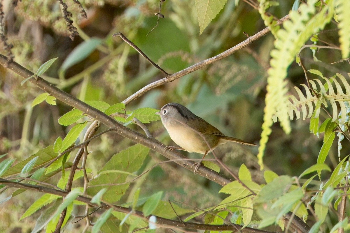 Nepal Fulvetta - ML646747276