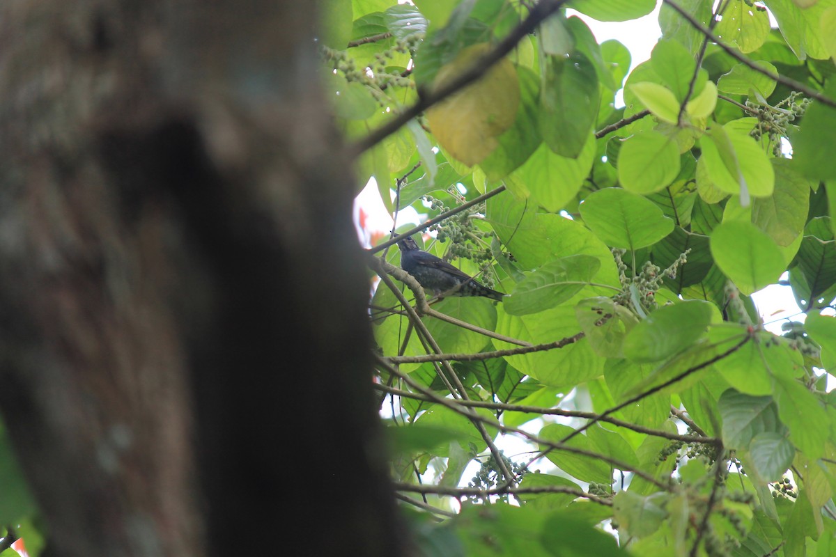 Siberian Thrush - ML646747279