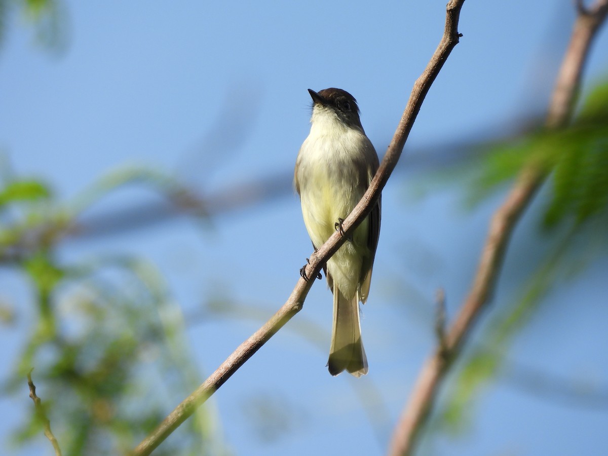 Eastern Phoebe - ML646747284