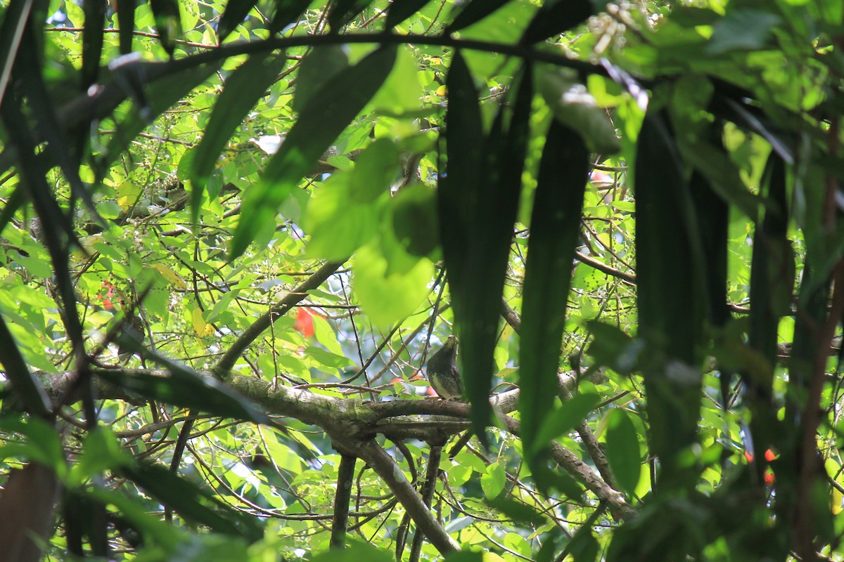 Siberian Thrush - ML646747285