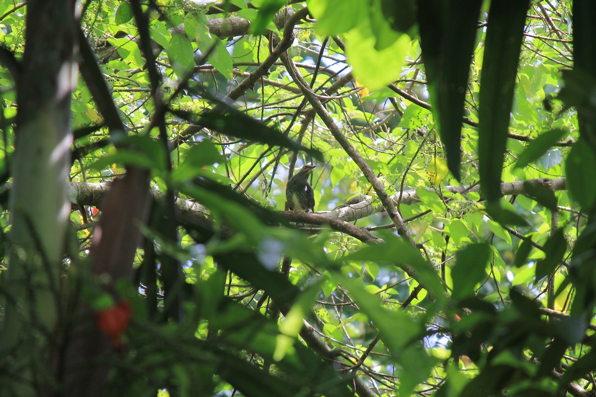 Siberian Thrush - ML646747286