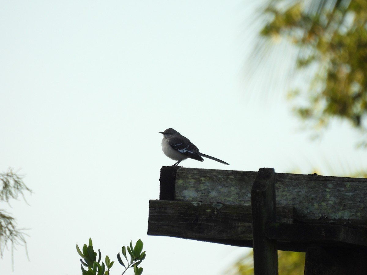 Northern Mockingbird - ML646747289
