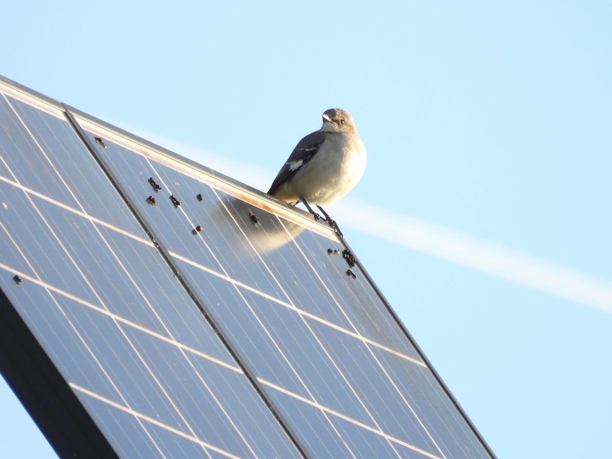 Northern Mockingbird - ML646747291