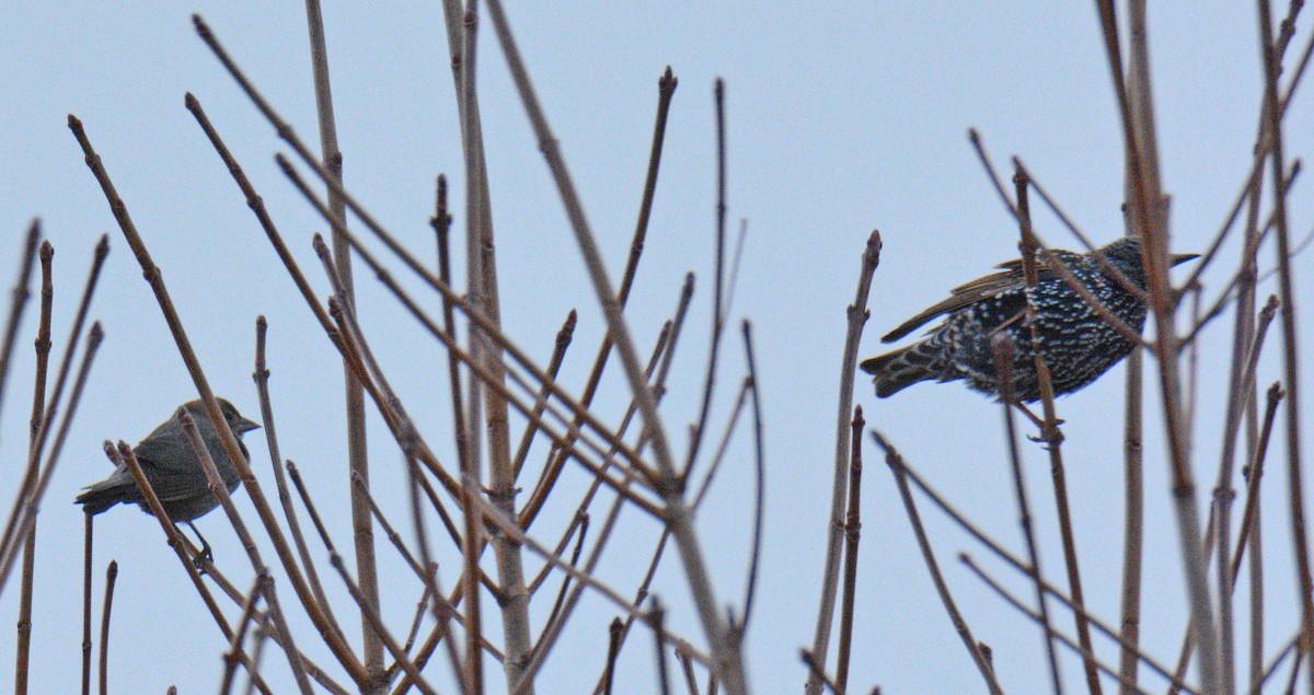 שחרורית חומת-ראש - ML646747294