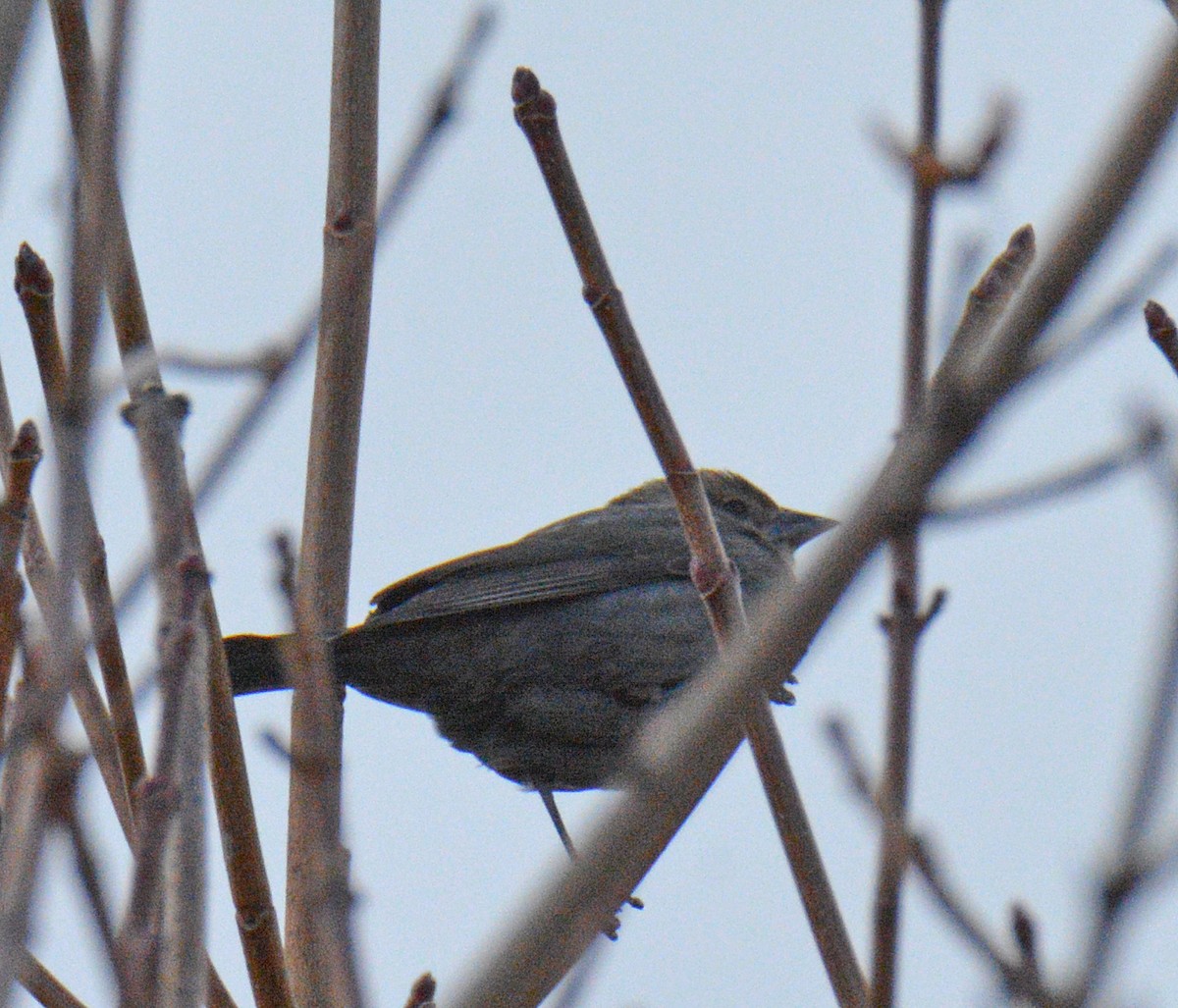 שחרורית חומת-ראש - ML646747296