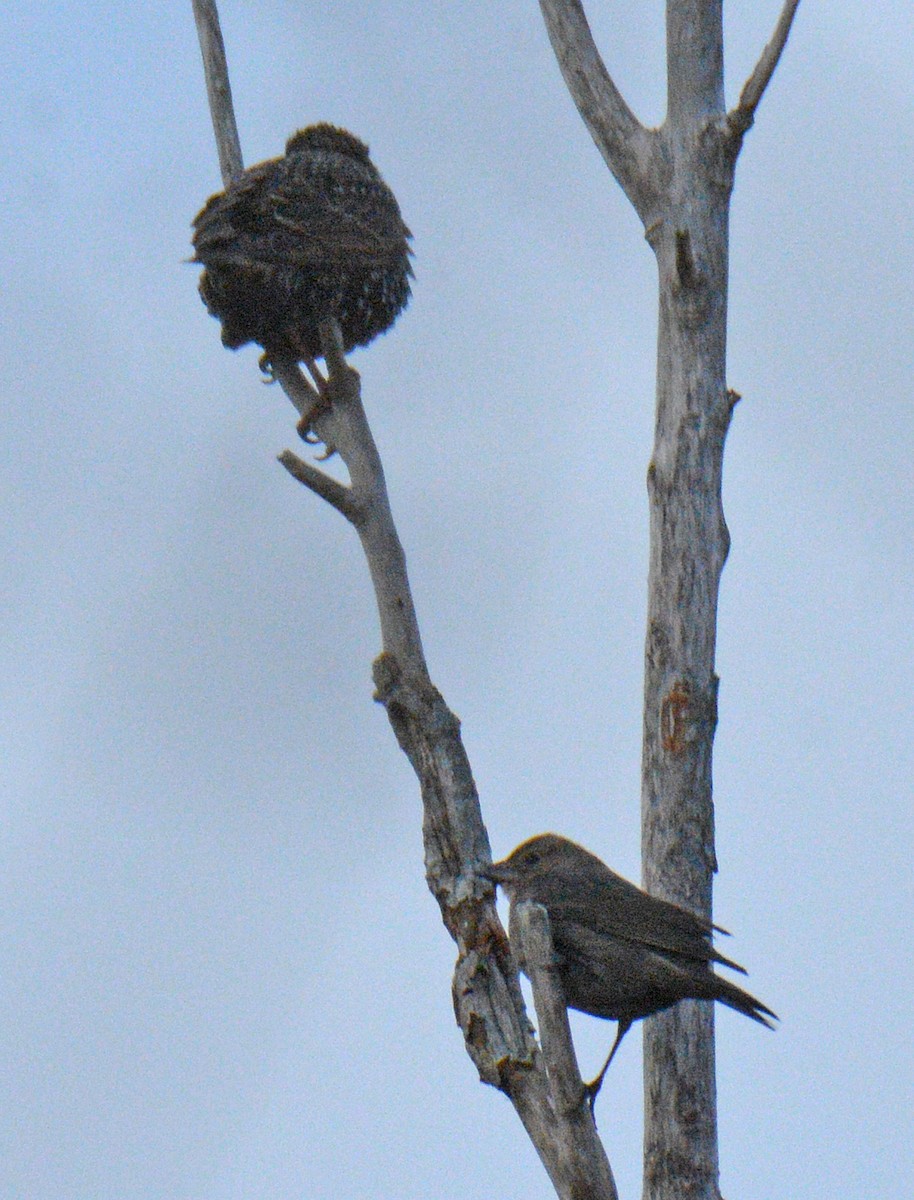 שחרורית חומת-ראש - ML646747297