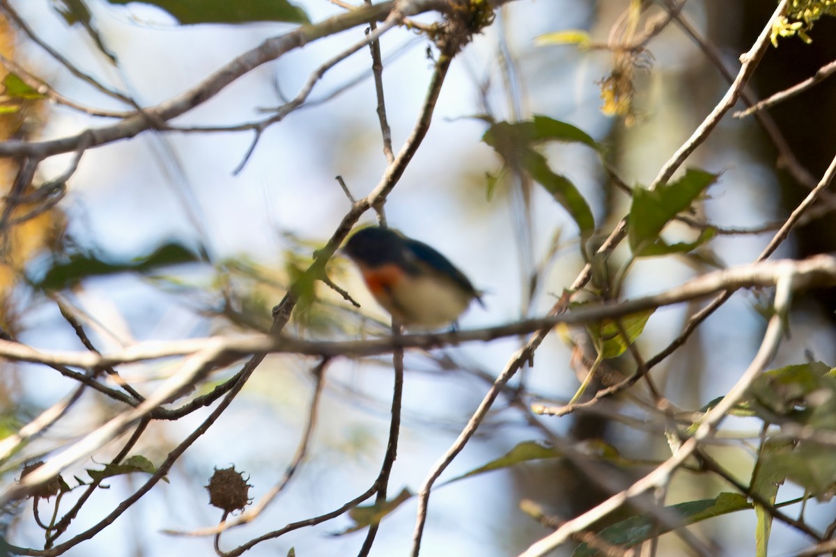 Fire-breasted Flowerpecker - ML646747302
