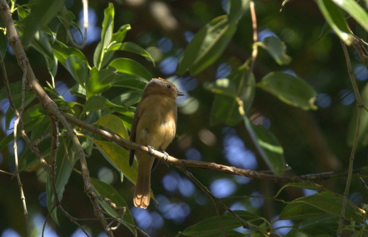 Chestnut-crowned Becard - ML646747303