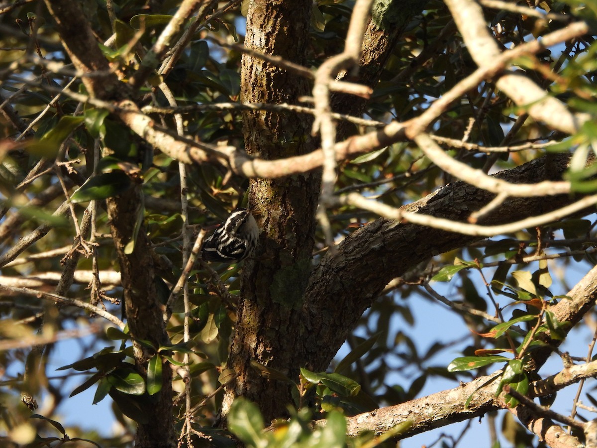 Black-and-white Warbler - ML646747322