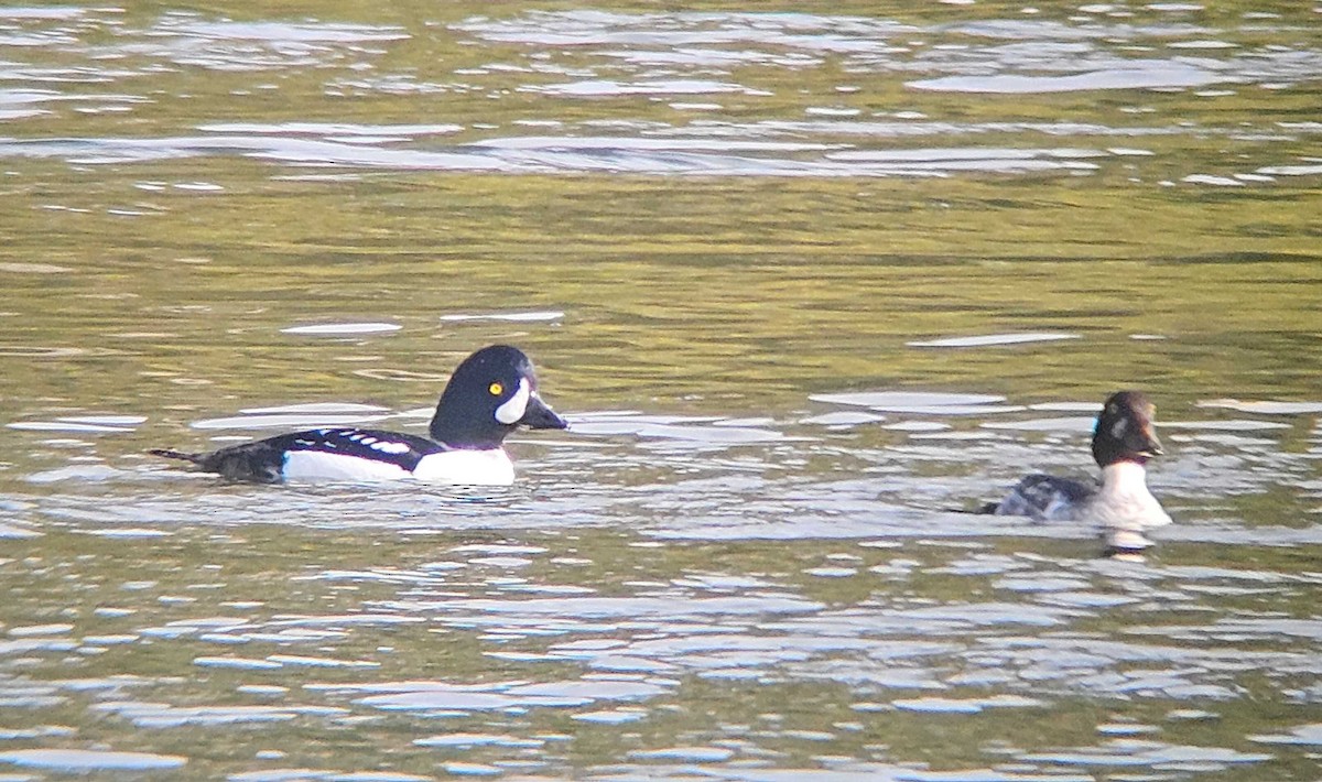 キタホオジロガモ - ML646747323