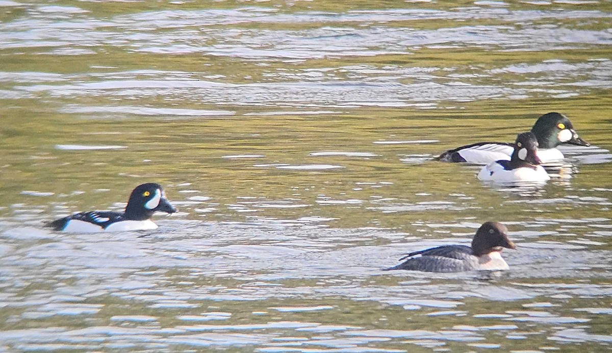 キタホオジロガモ - ML646747324