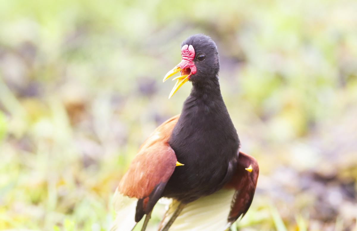 Jakana hegoamerikarra - ML646747326