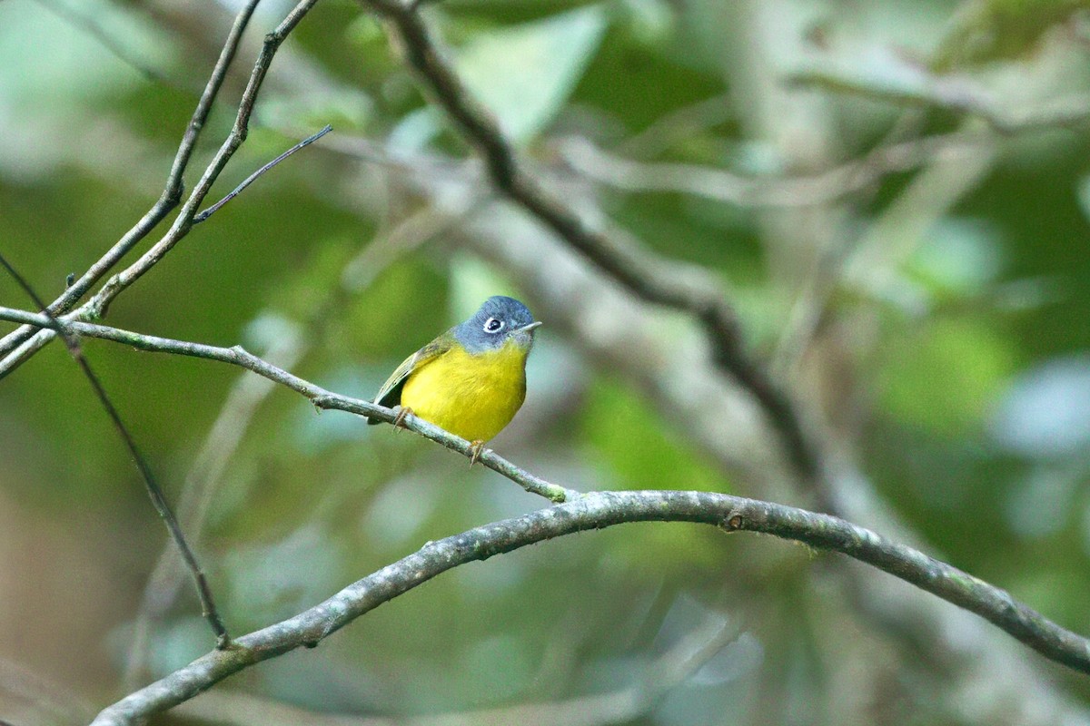 Gray-cheeked Warbler - ML646747343