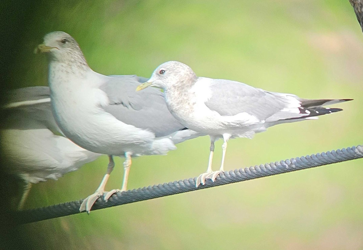 コカモメ - ML646747344