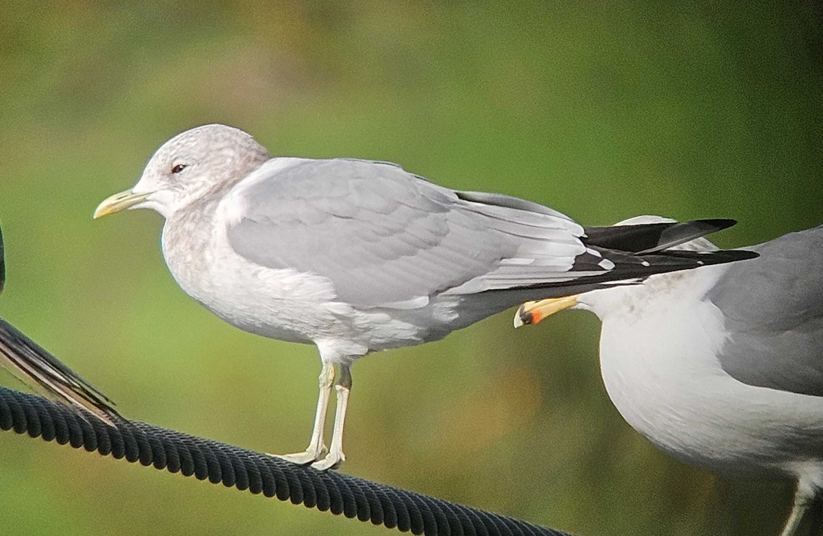 コカモメ - ML646747345