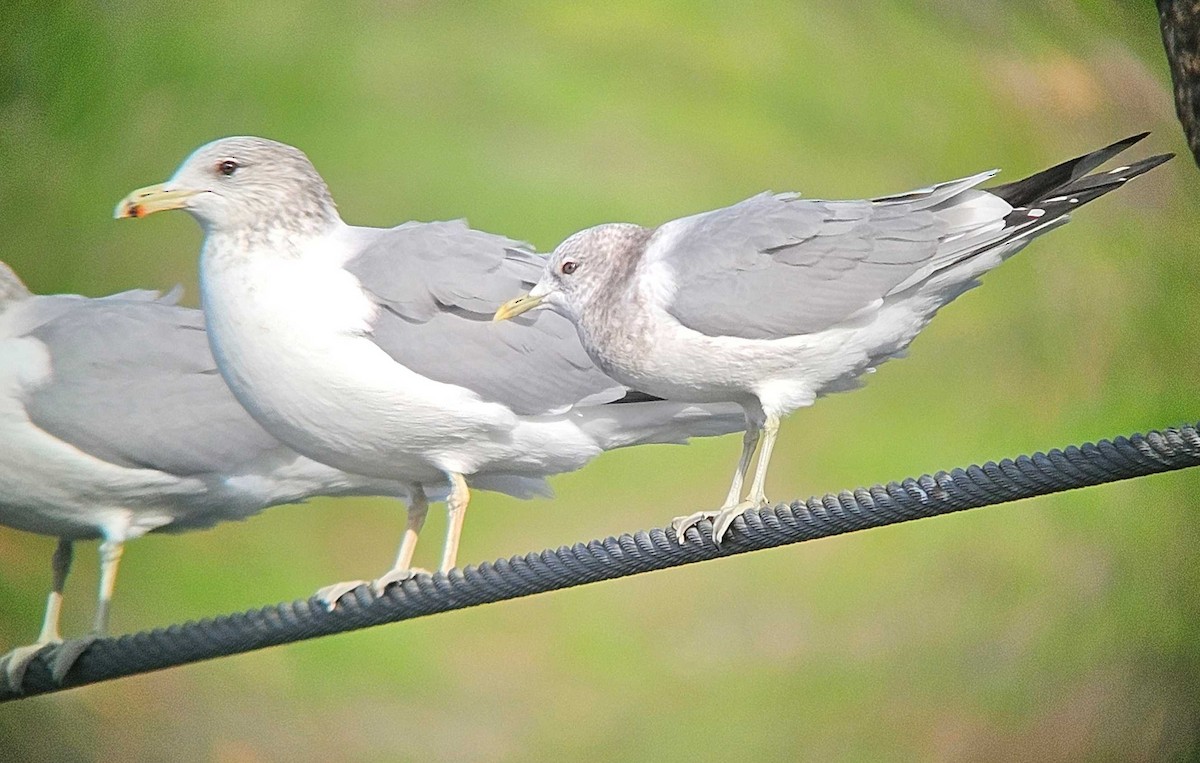 コカモメ - ML646747347