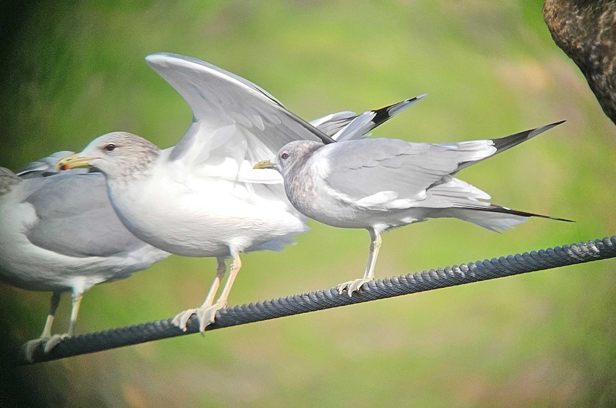 コカモメ - ML646747348