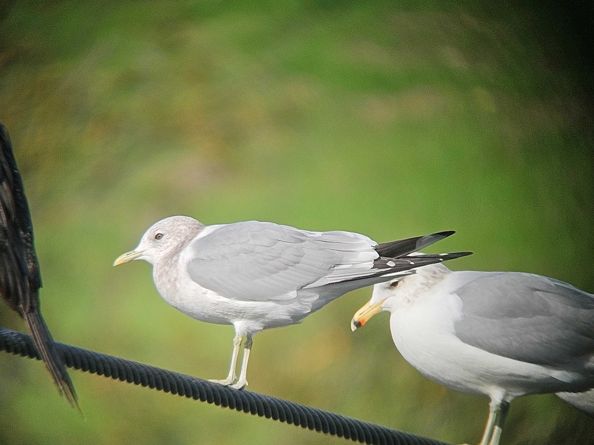 コカモメ - ML646747349