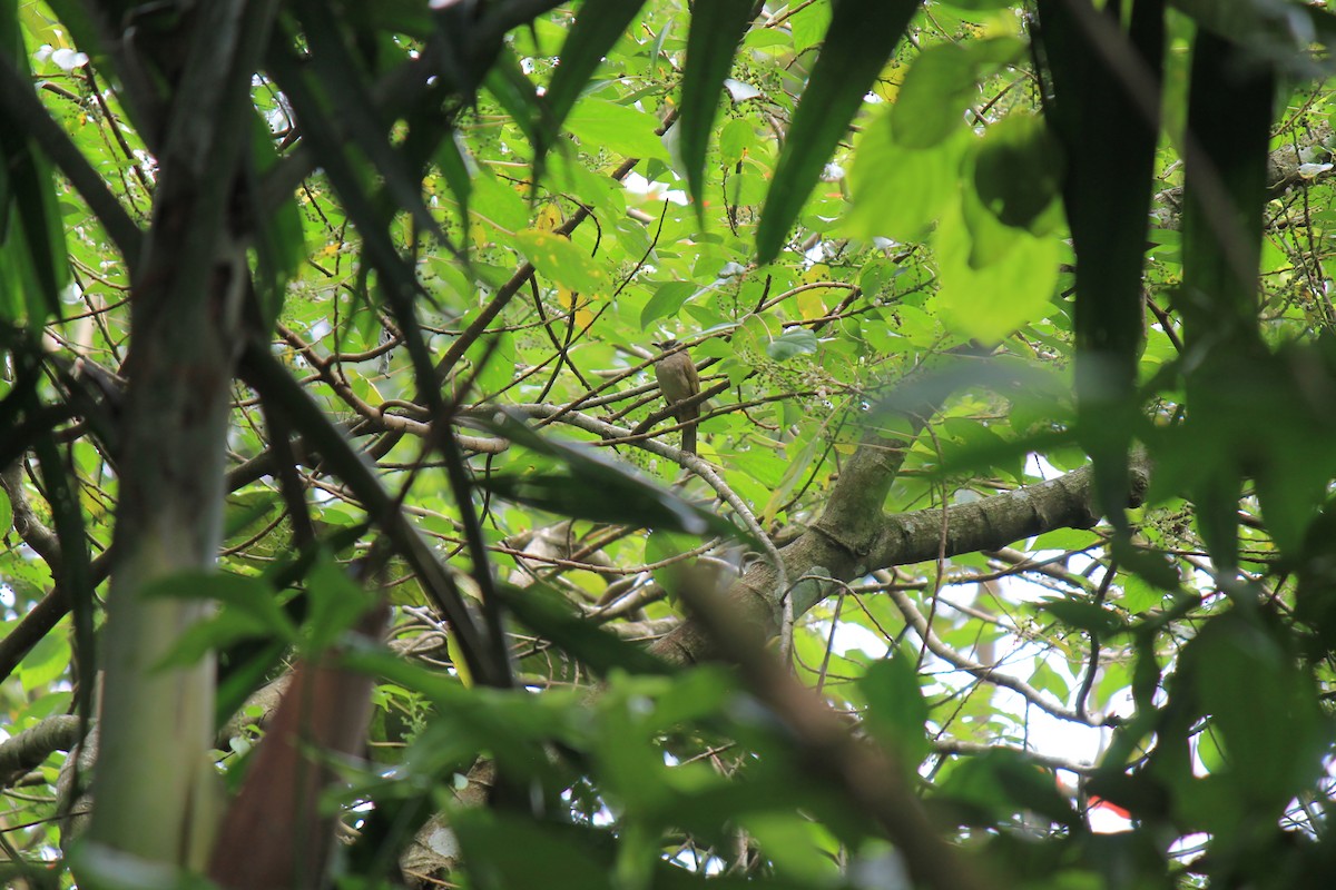 Olive-winged Bulbul - ML646747355