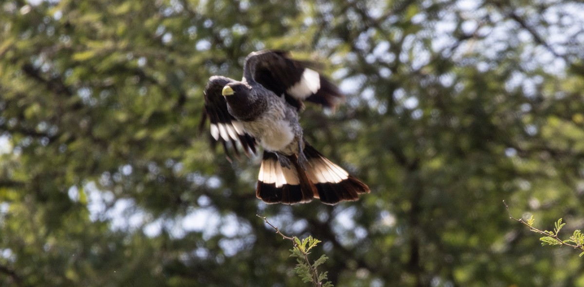 Eastern Plantain-eater - ML646747356