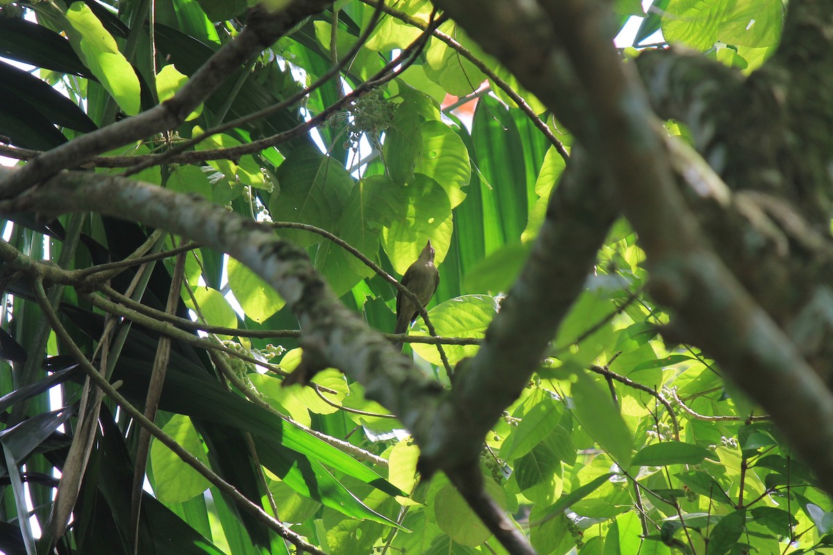 Olive-winged Bulbul - ML646747359