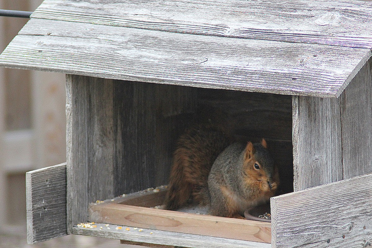 Western Fox Squirrel - ML646747360