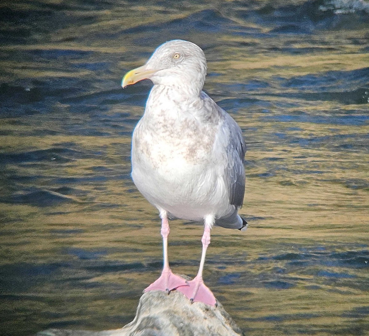 アメリカセグロカモメ - ML646747361